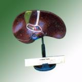 MODEL OF HUMAN LIVER